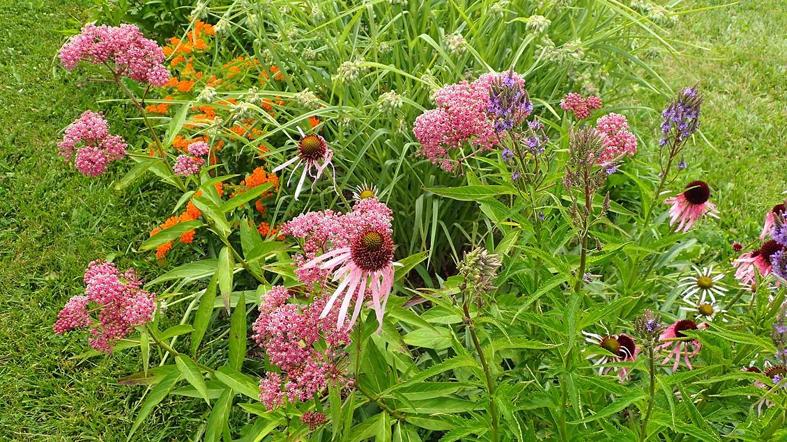 Native Plants Bee-long Here: How to Create a Pollinator Garden ...