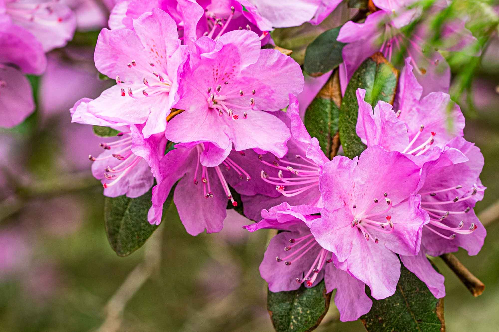 rhododendron.jpg