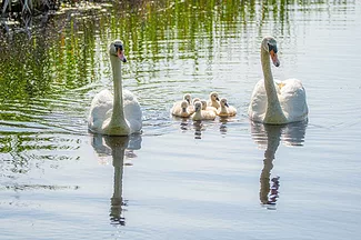 swan-family.jpg