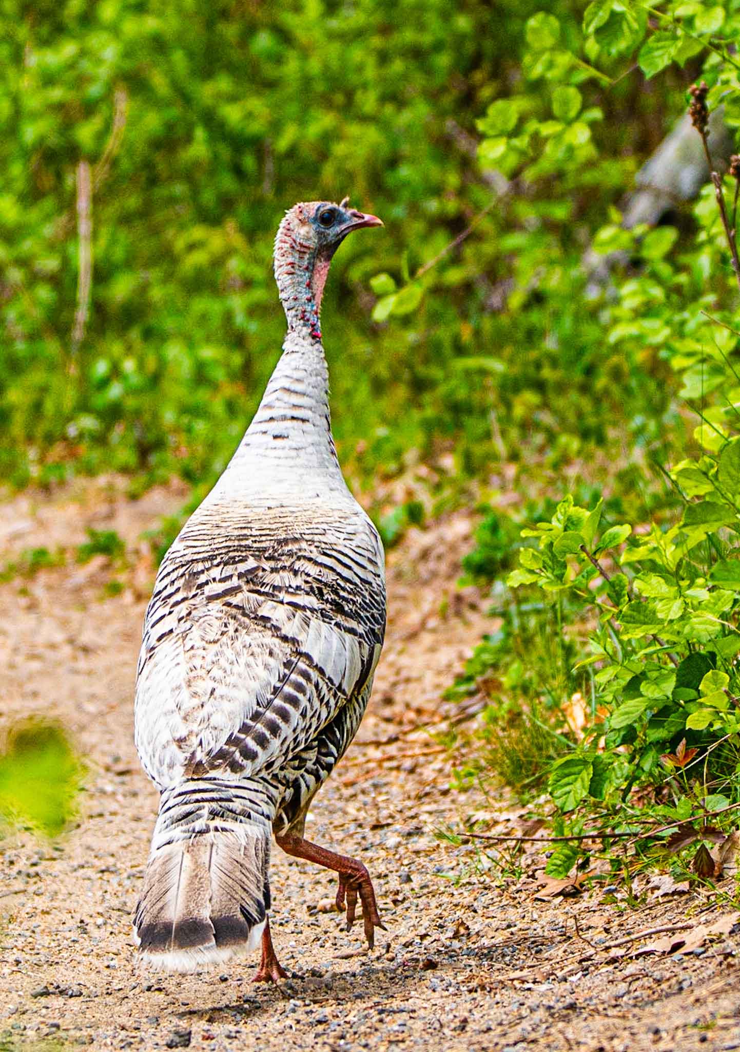 Albino-Turkey.jpg