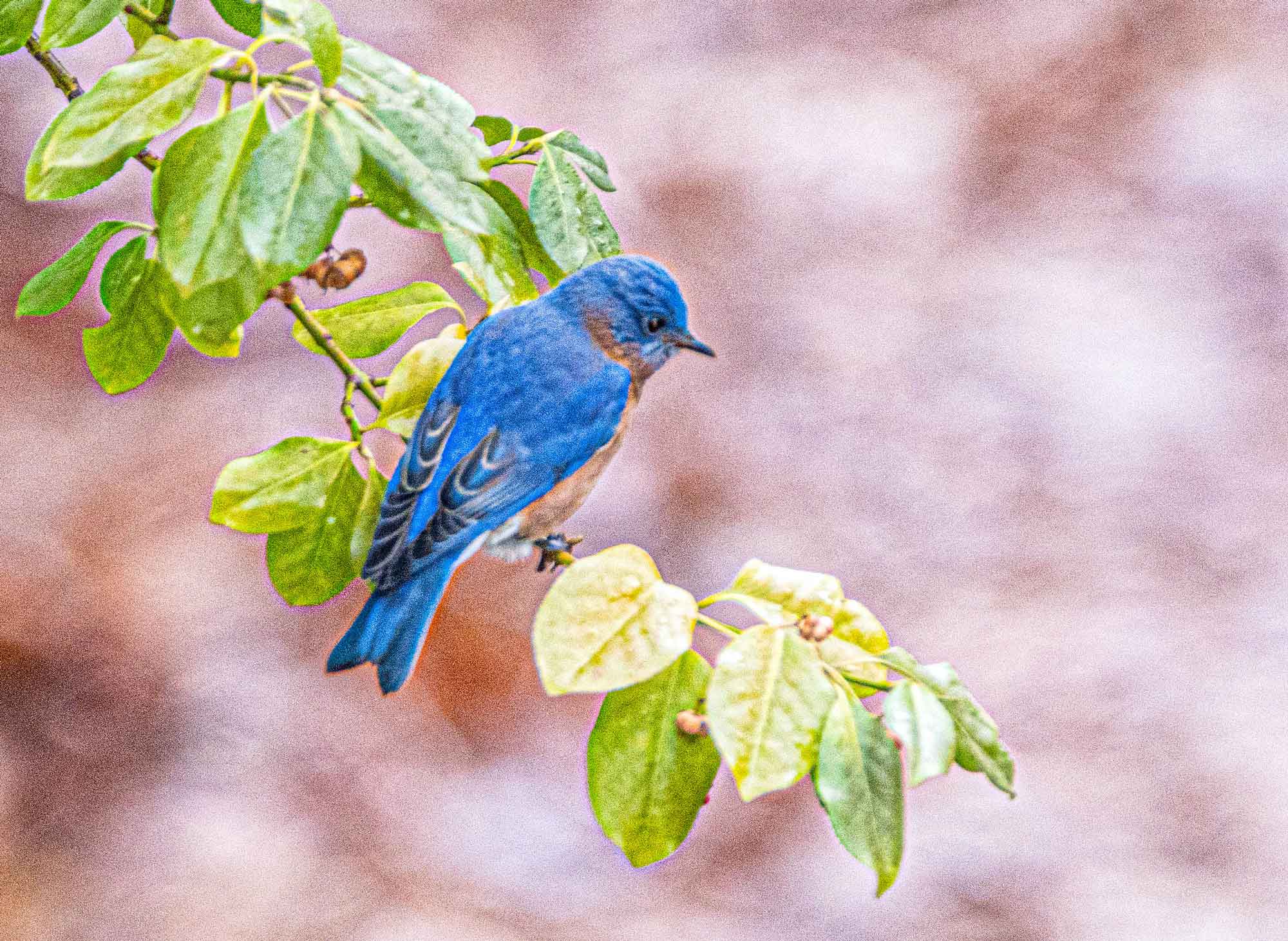 Bluebird-green-branch.jpg