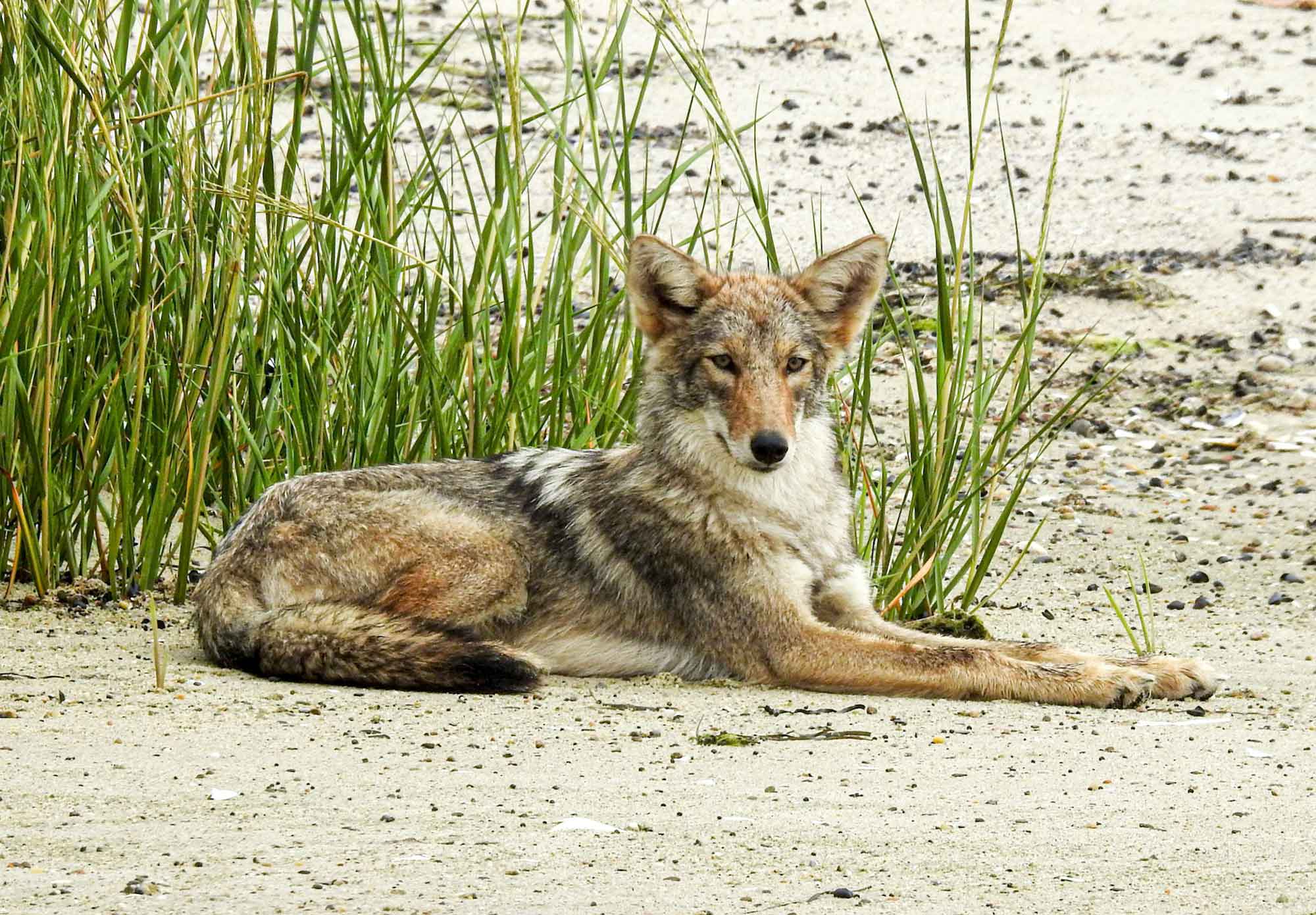 Coyote.jpg