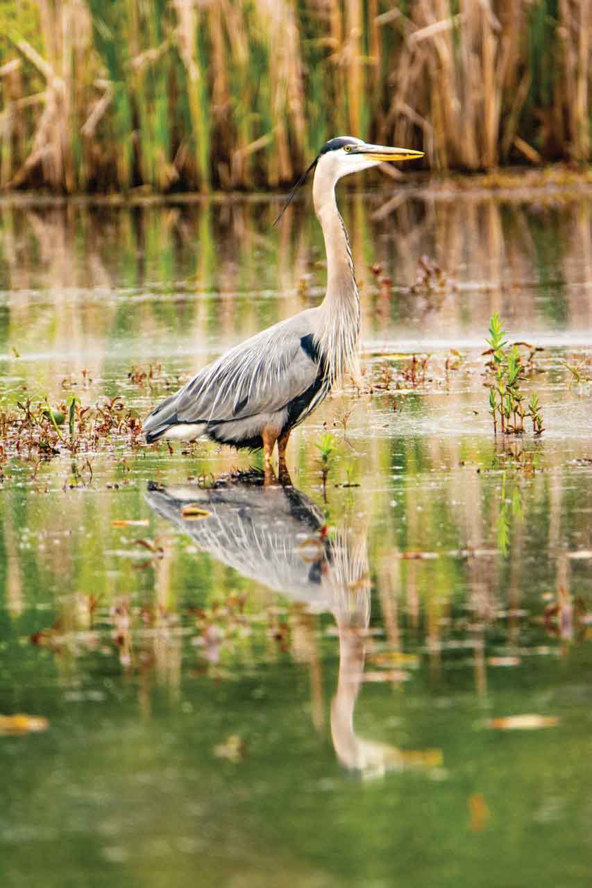 Fairhaven-Great-Blue-Heron-Dave-Witherbee.jpg