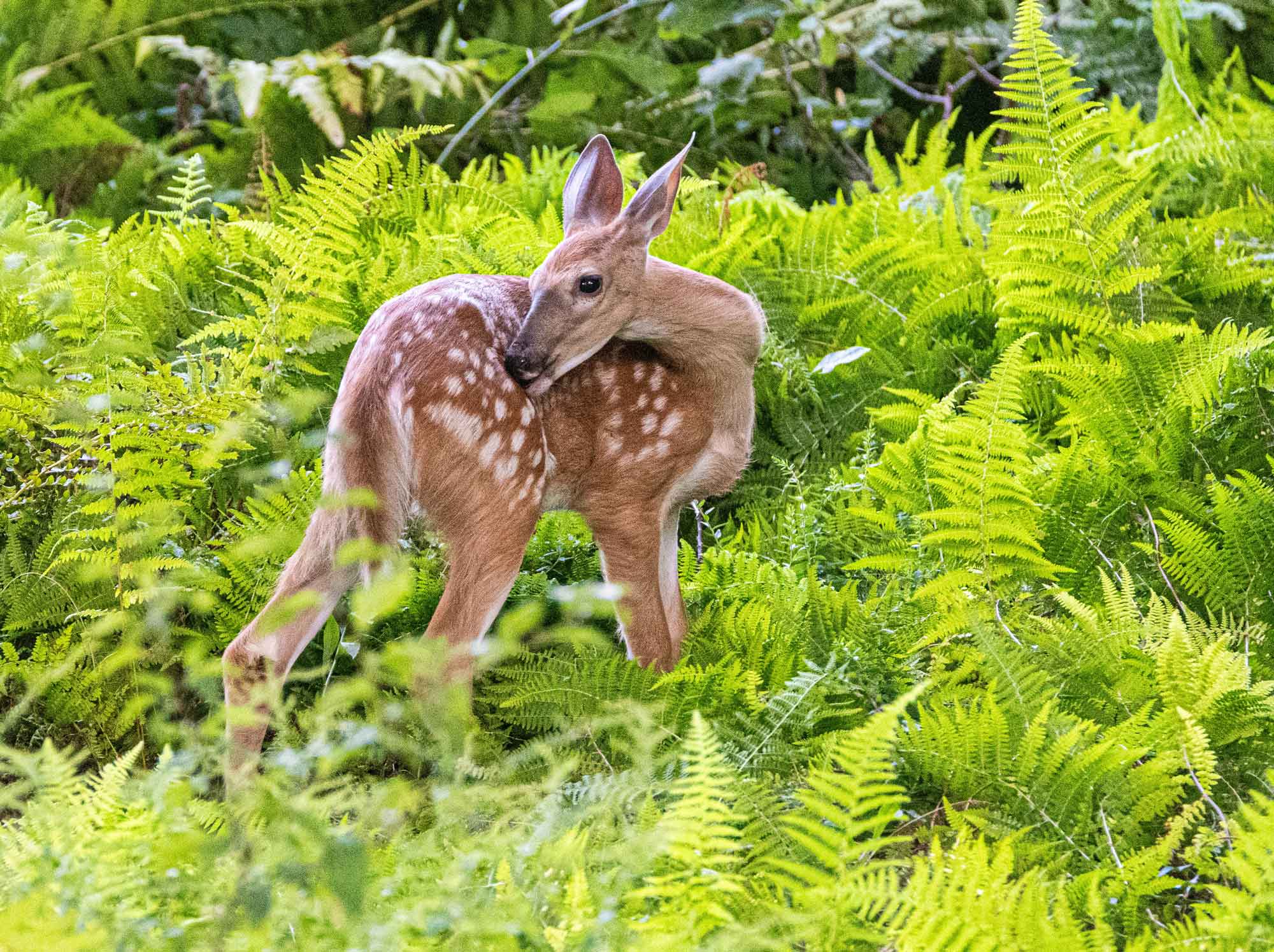 Fawn-in-ferns-1.jpg