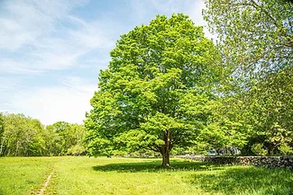 Heywood-Meadows--A-pg.jpg Heywood-Meadows--A-pg.jpg