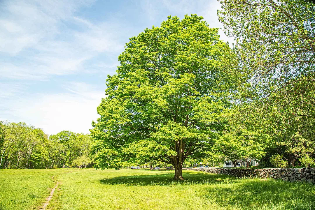 Heywood-Meadows--A-pg.jpg