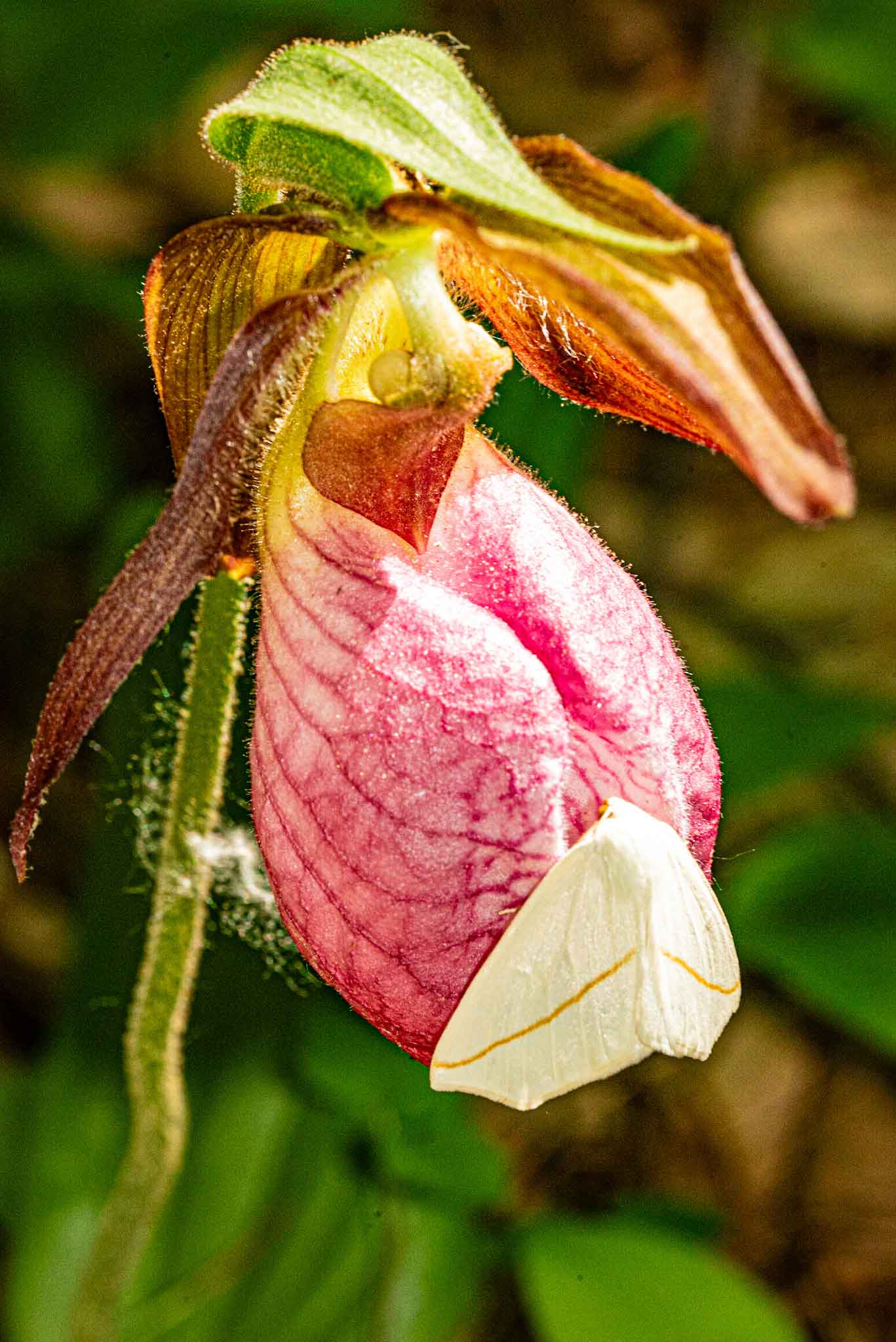 Lady-Slipper.jpg