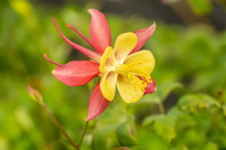 Red-Columbine.jpg