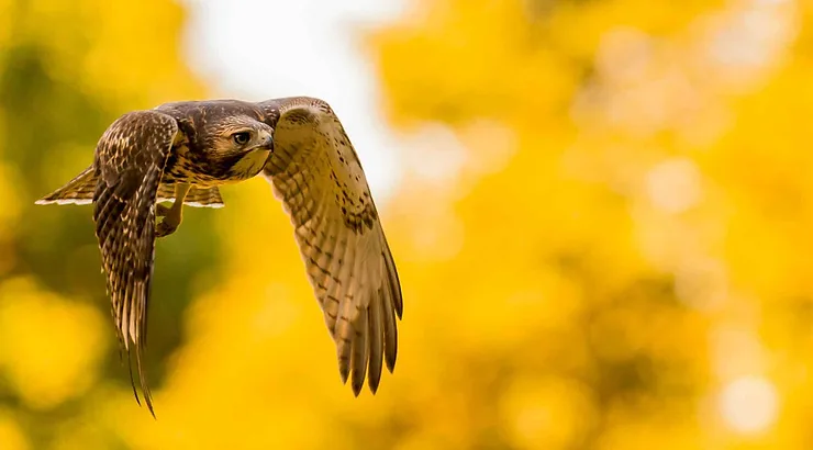 Bird-Walk-Mass-Audubon-Red-tailed-Hawk-David-Morris.jpg