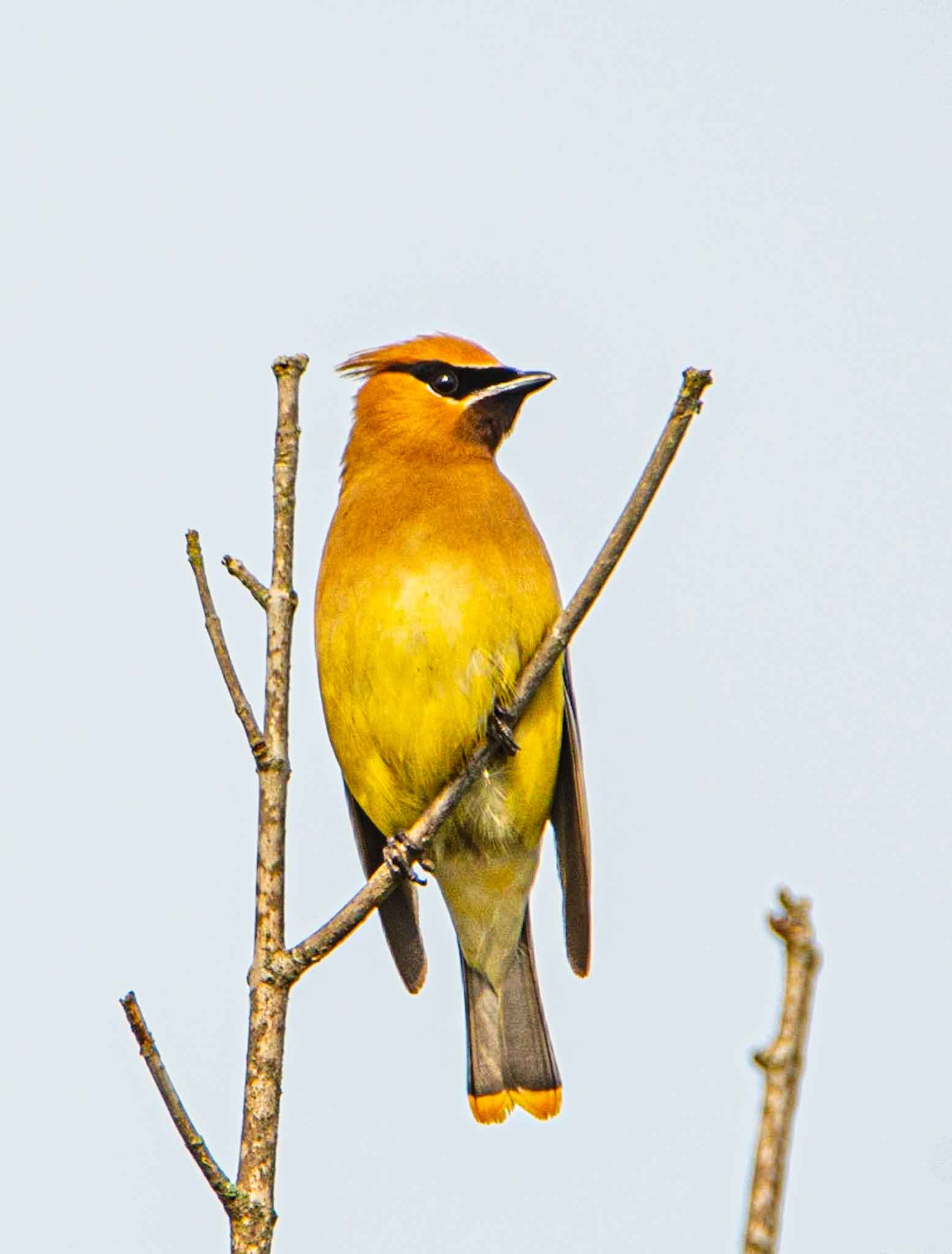 Cedar-Waxwing.jpg