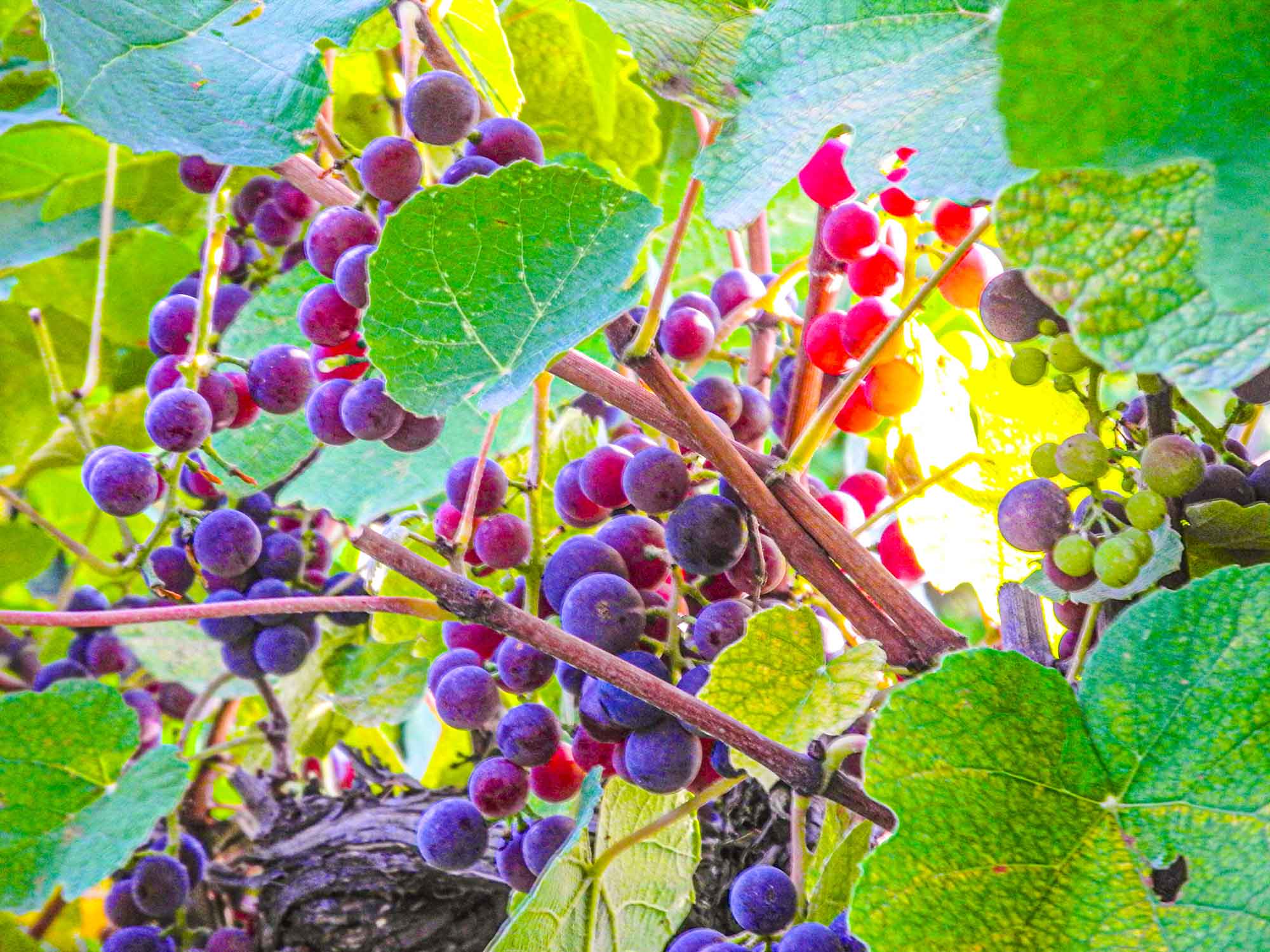Grapes.jpg