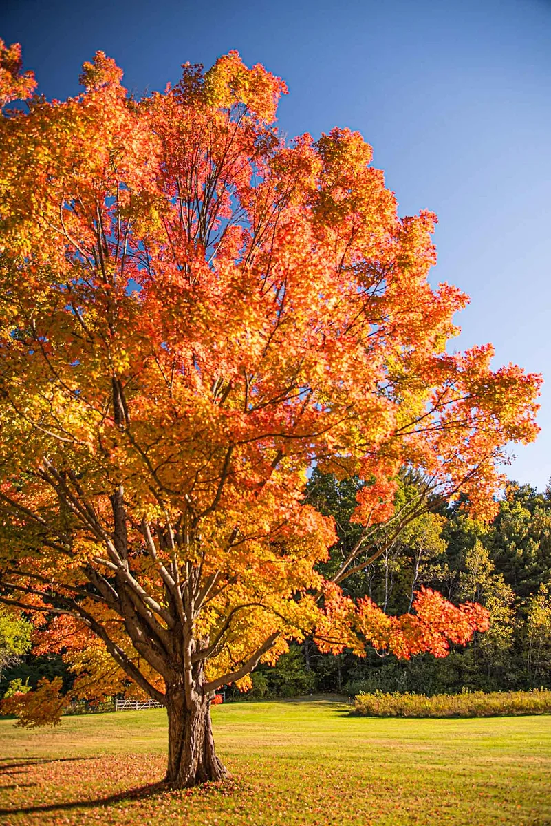 Lone-tree.jpg