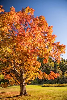 Lone-tree.jpg Lone-tree.jpg