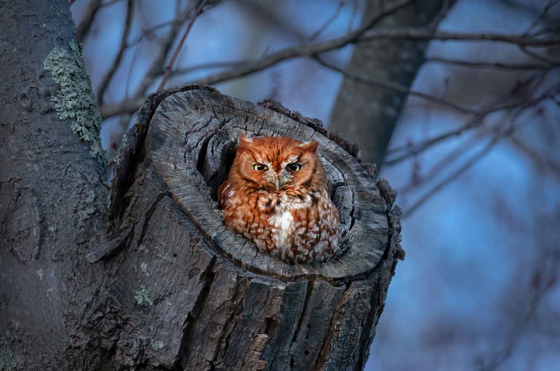 Owl-Prowl-Mass-Audubon-Eastern-Screech-Owl-Darya-Zelentsova.jpg