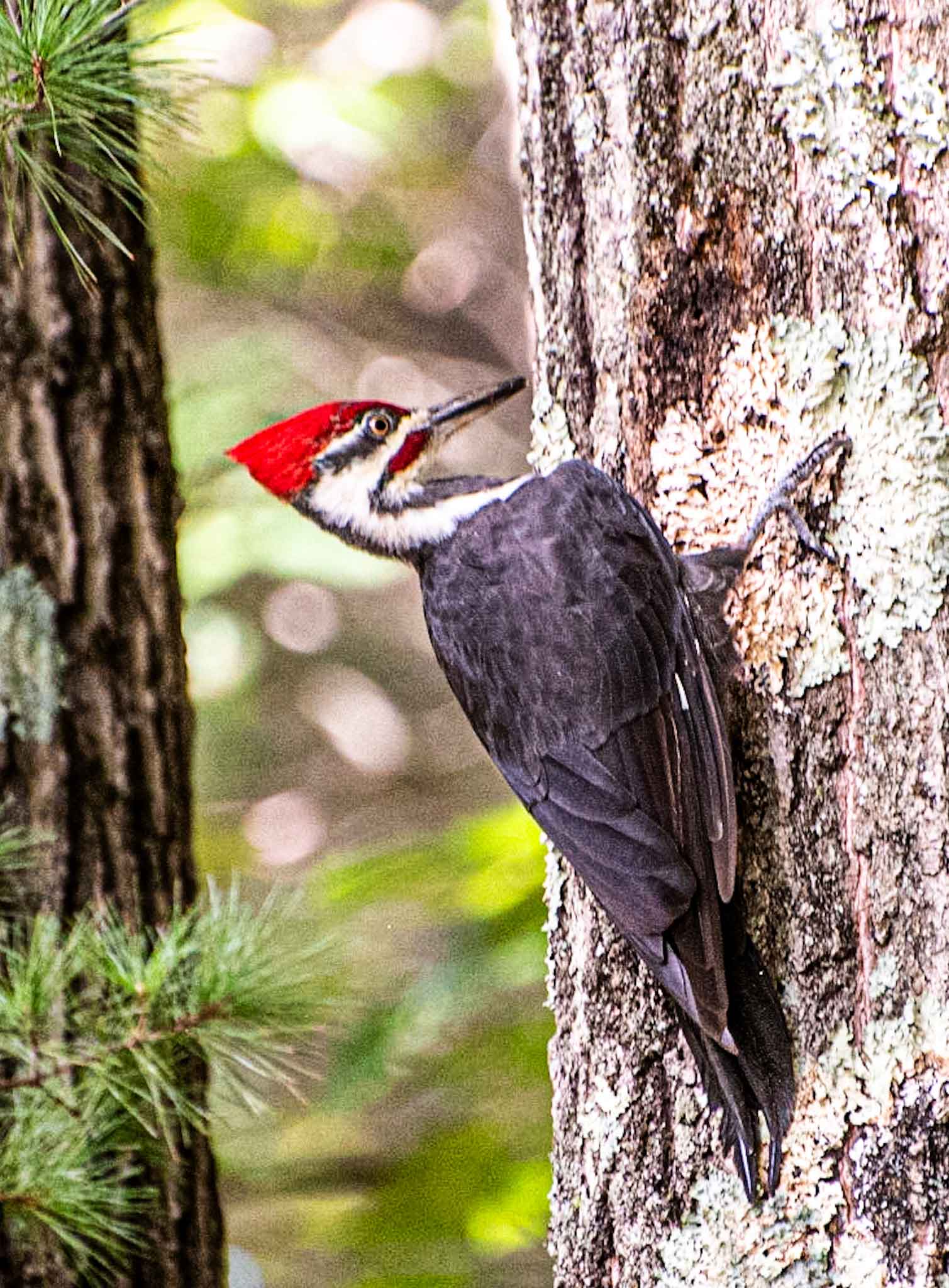 Pileated-Woodpecker.jpg