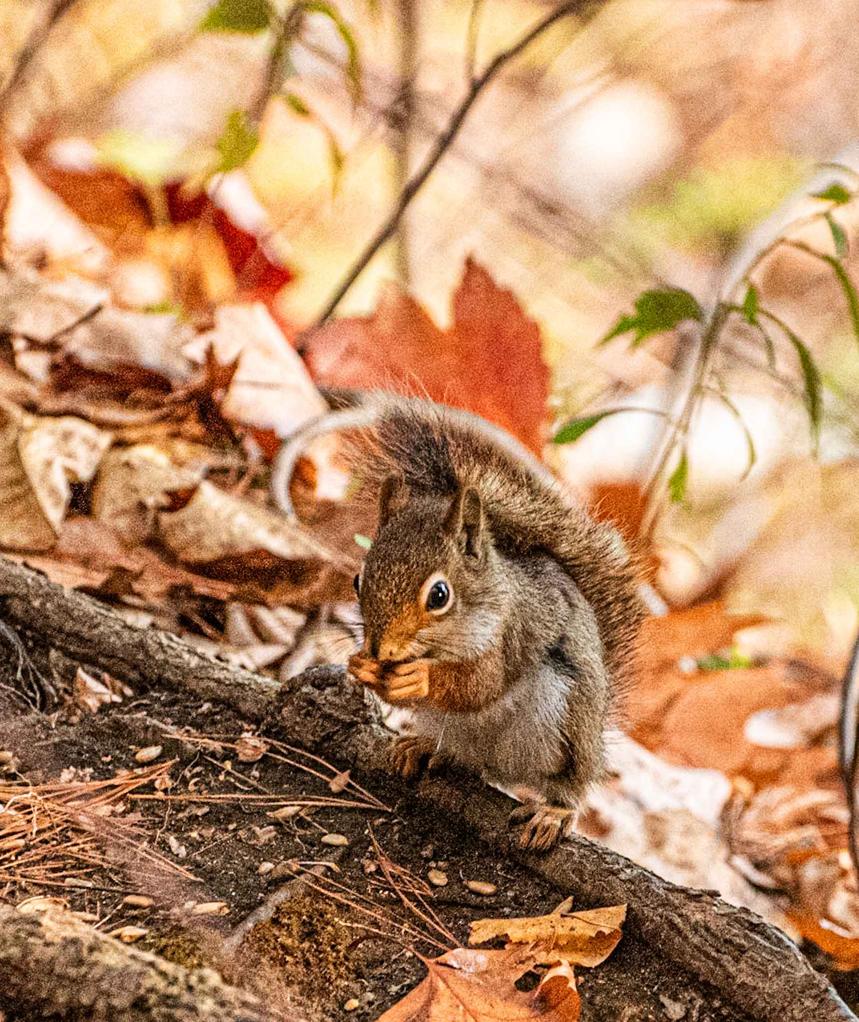 Red-Squirrel.jpg