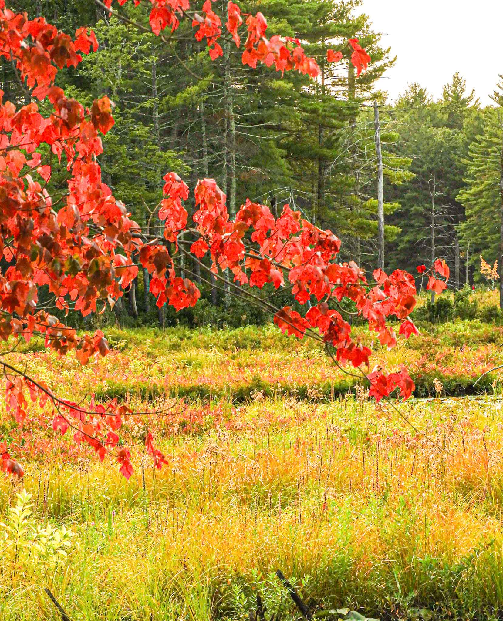Red-maple.jpg