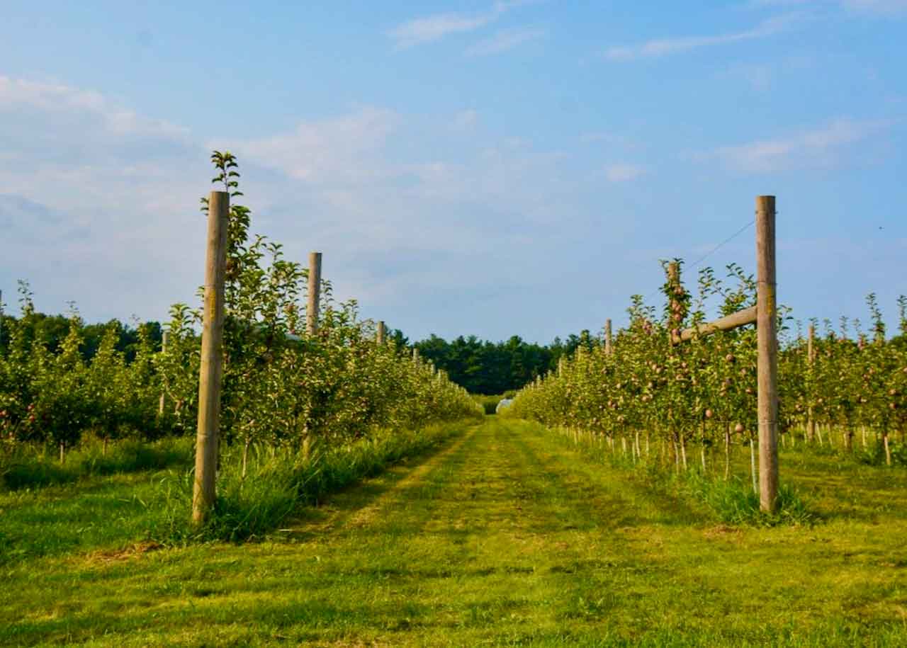 harvard-ma_carlson-orchards.jpg