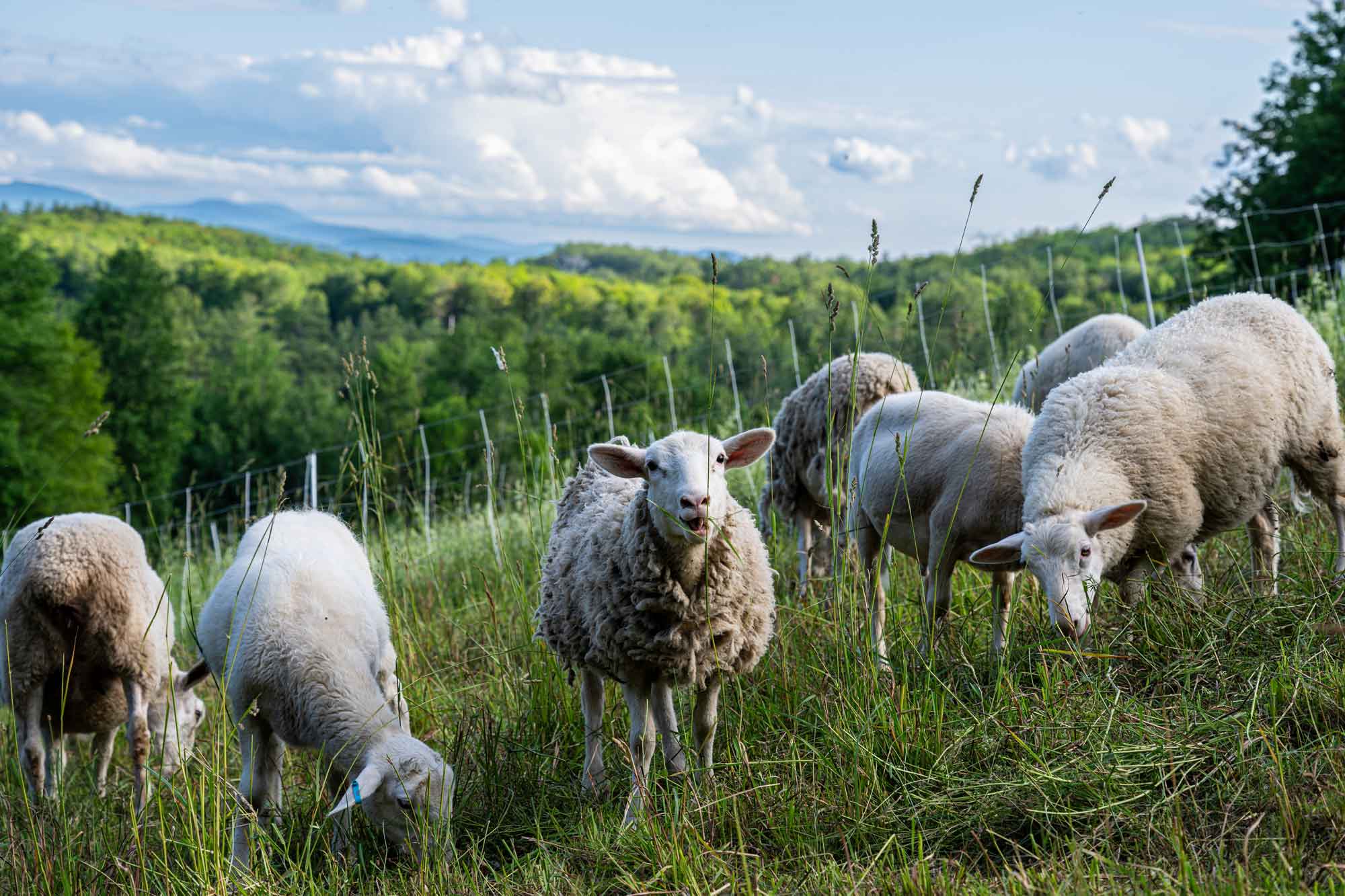 sheepWHT.jpg