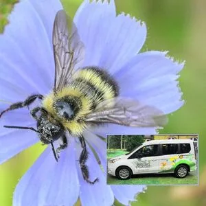 Blooms, Bees & Butterflies: Discover Pollinators at Minute Man