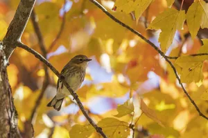Fall Migration Bird Walk