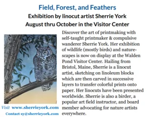 Field, Forest, Feathers