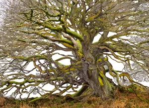 "Under the Branches" - A Meet & Greet Featuring Works by Victoria & Lawrence Elbroch